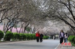 山东师范大学紫叶李迎盛花期